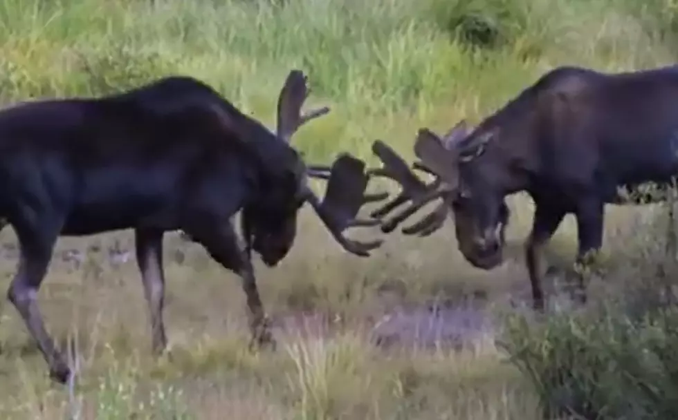 The Rut is on the Way: Watch Two Bull Moose Spar in Silverton