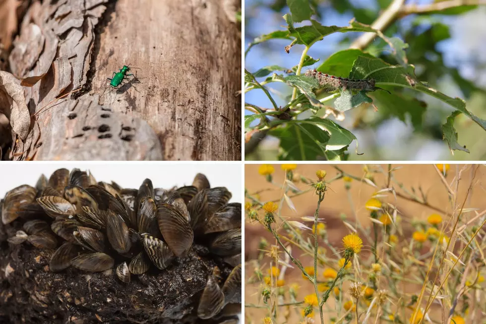 Watch Out For These Invasive Species Found in Colorado