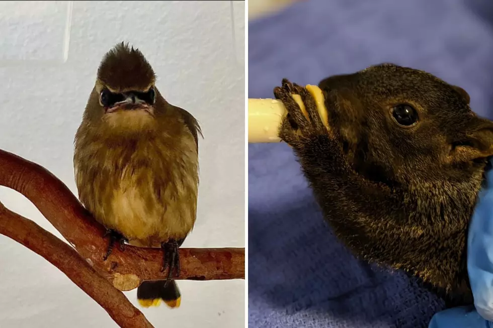 Two Curious Looking Creatures Were Rescued in Colorado