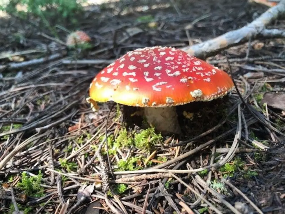 Here&#8217;s Why There Are More Mushrooms Around Colorado This Spring