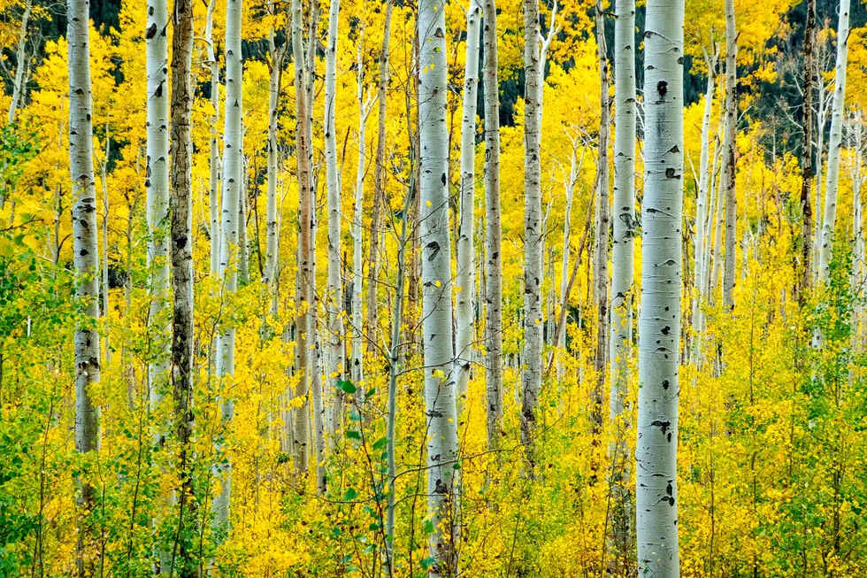 Peep These Interesting Facts About Colorado&#8217;s Aspen Trees
