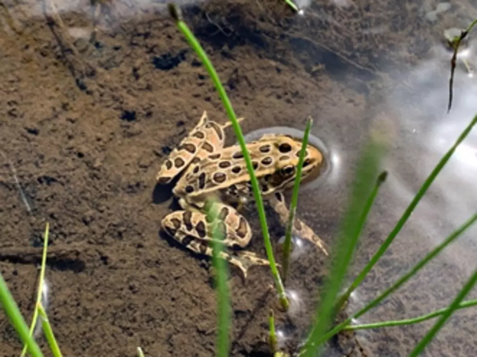 Why are Northern Leopard Frogs a Species of Concern in Colorado?
