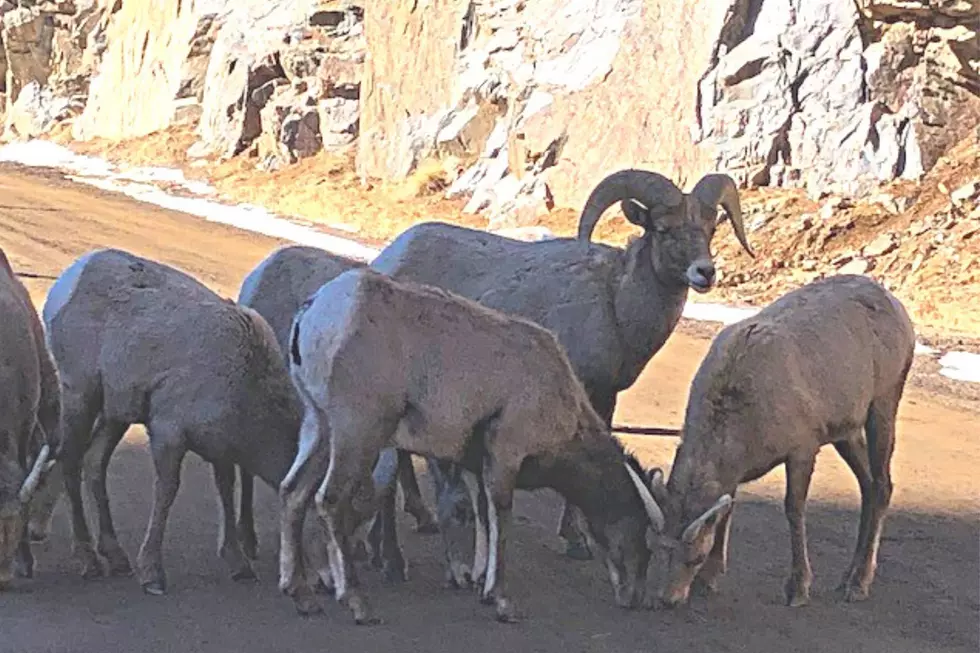 Behold the Bighorns of Colorado&#8217;s Waterton Canyon