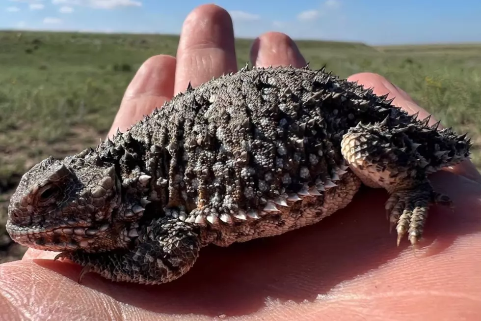 Leapin&#8217; Lizards: This Dinosaur-Looking Reptile Lives in Northern Colorado