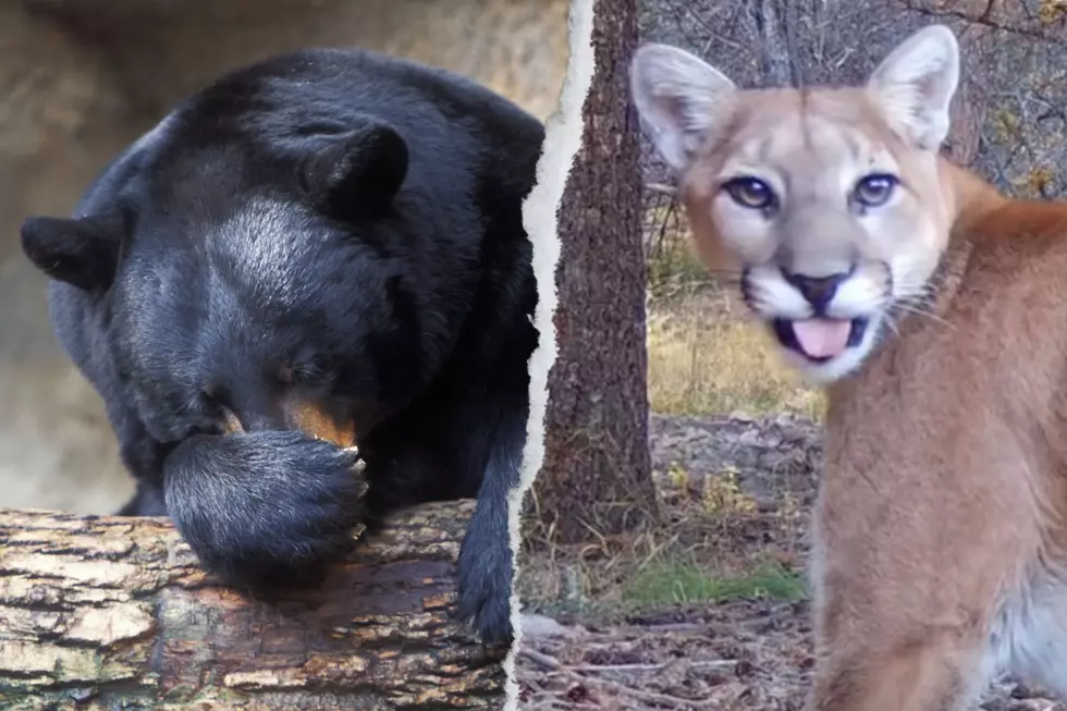 When Bears Go to Sleep, the Rest of Colorado&#8217;s Wildlife Wakes Up