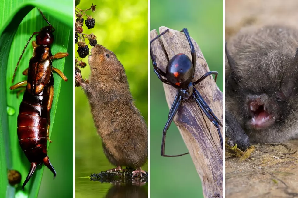 10 Annoying Pests You Need to Watch Out for in Colorado