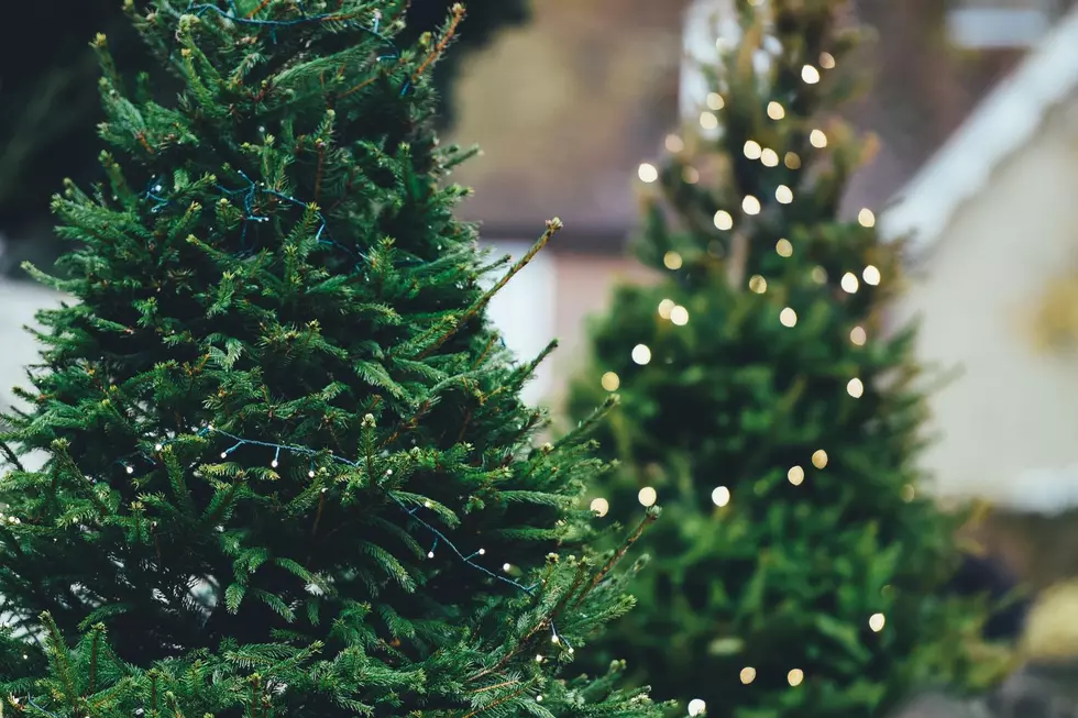 Real or Fake? One of These Christmas Trees Is Better for the Environment