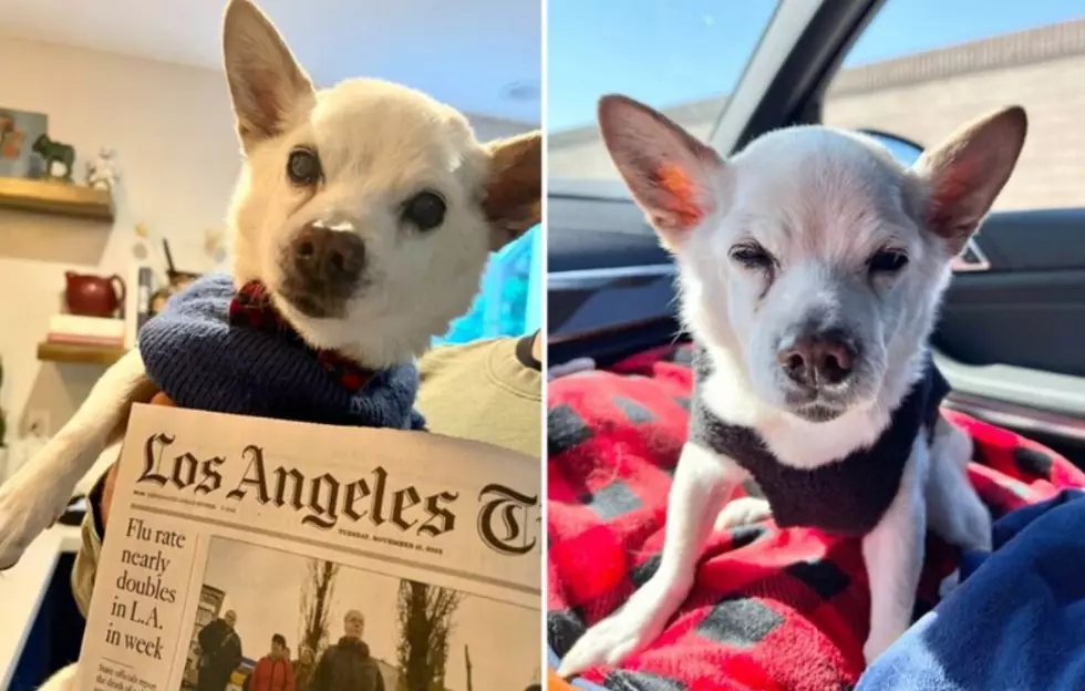 The Oldest Living Dog Was Adopted From a Colorado Shelter