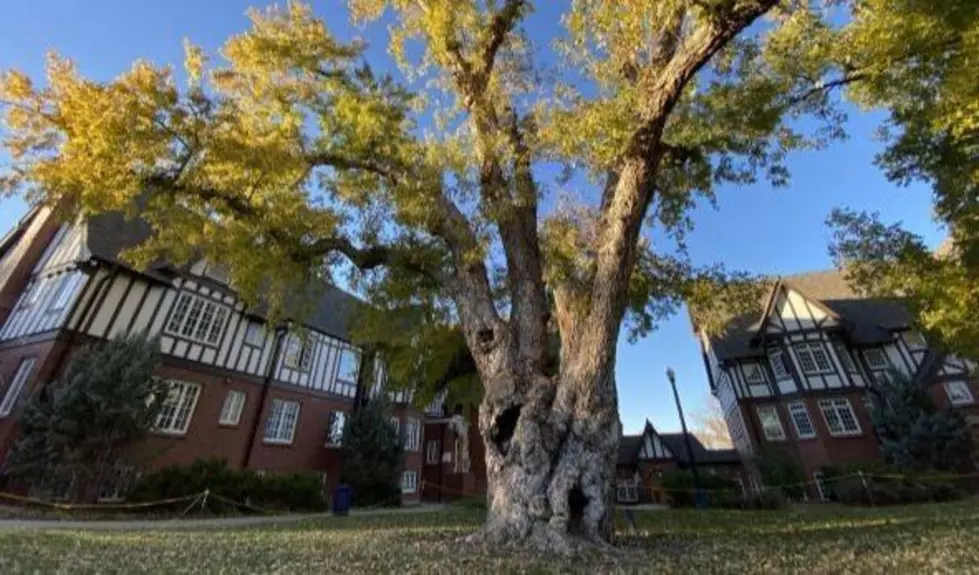 The End of An Era: UNC’s Largest and Oldest Tree Gets Chopped