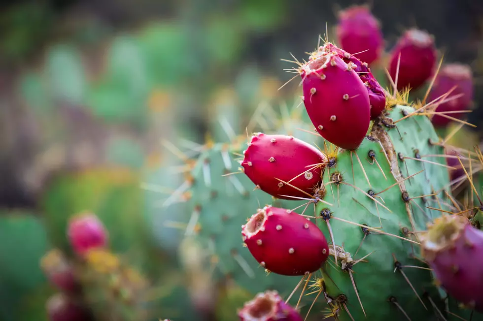 Have You Ever Tried the Fruit From this Colorado Cactus?