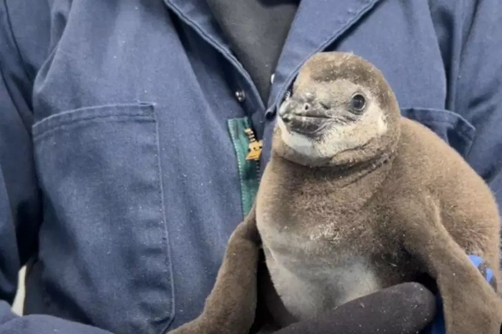 Adorable African Penguin Hatches at the Denver Zoo