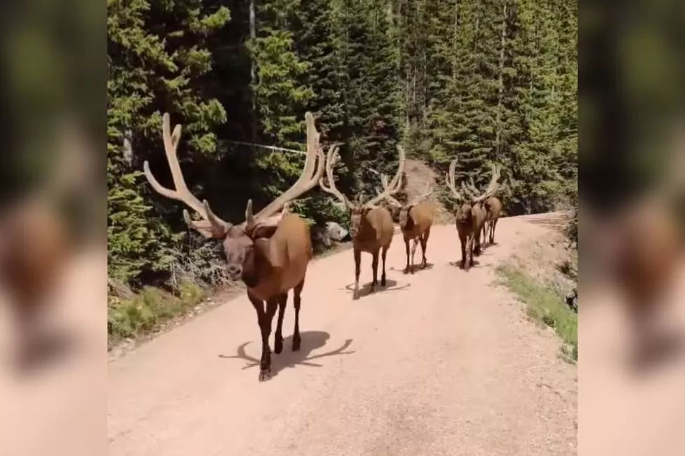 Bull Elk Give Cyclists a Welcome Surprise in Rocky Mountain National Park
