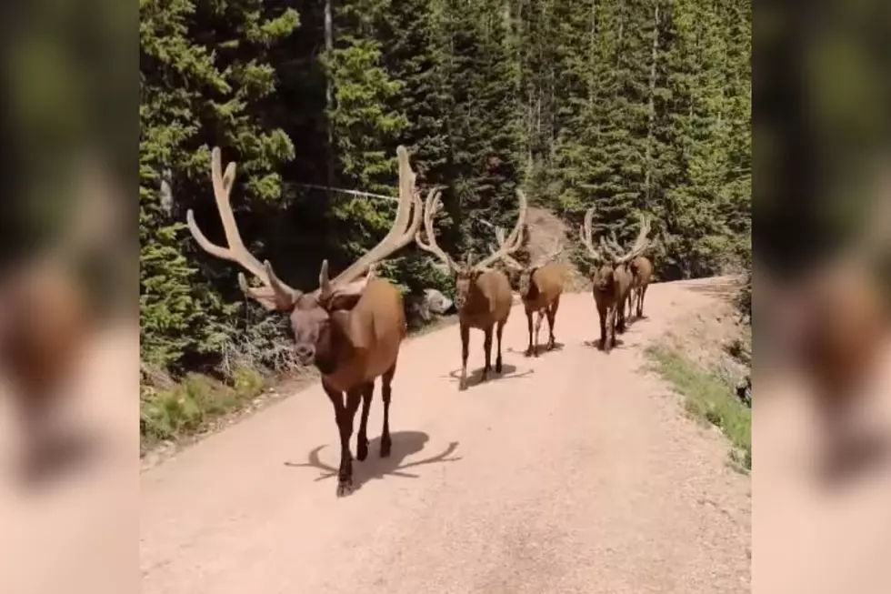 Bull Elk Give Cyclists a Welcome Surprise in Colorado&#8217;s Rocky Mountain National Park