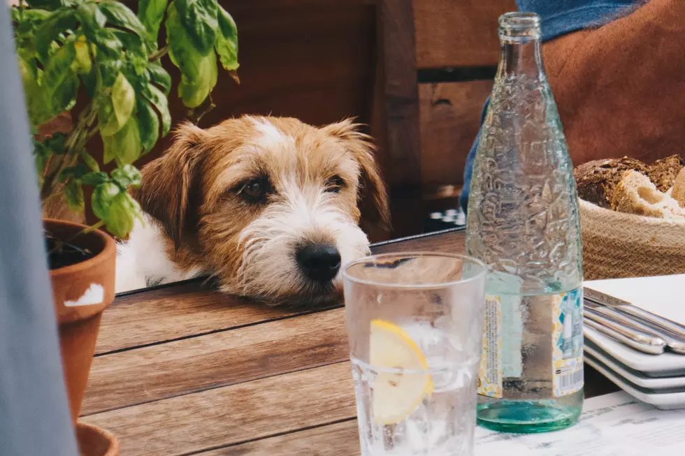 10 Dog-Friendly Restaurants in Fort Collins