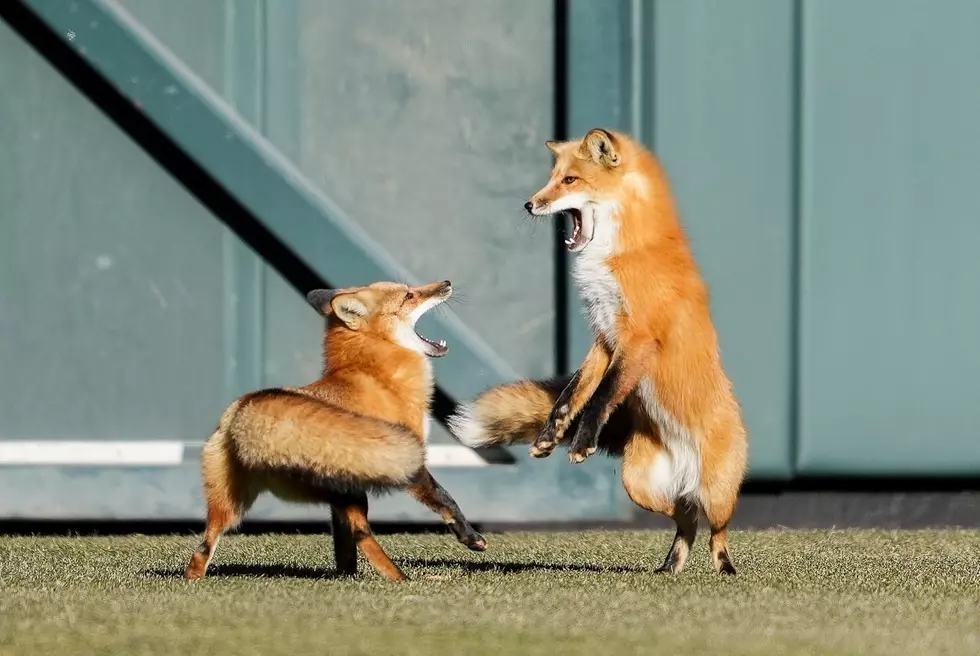 A Pair of Feisty Foxes Wandered Inside Colorado's Coors Field