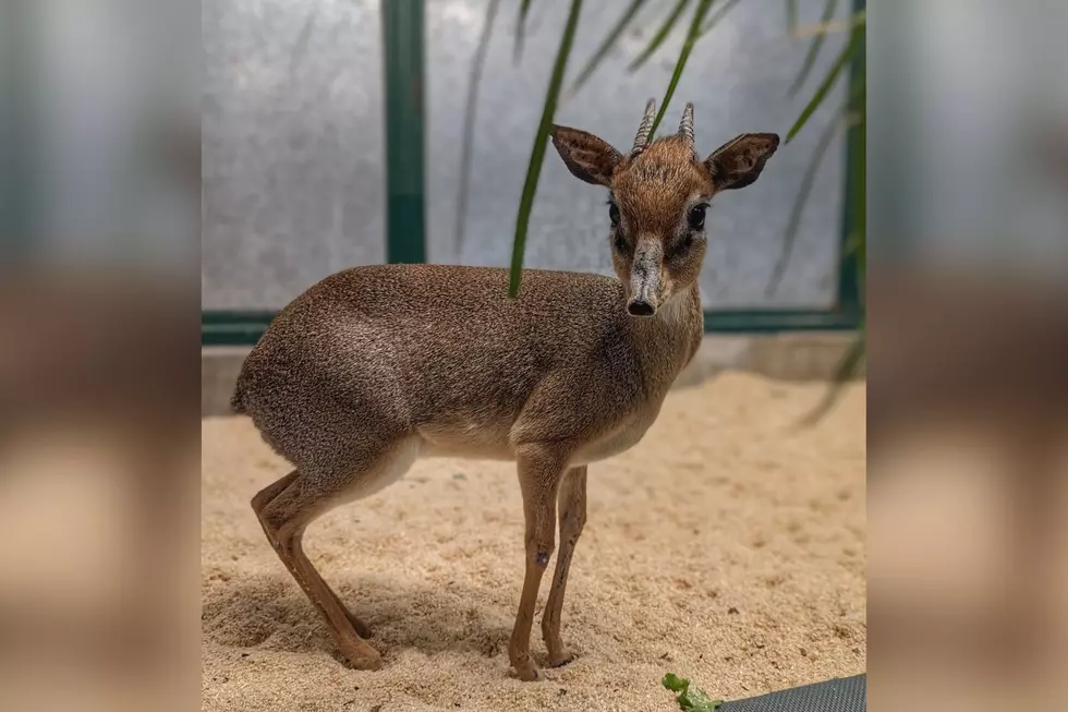 Colorado Zoo Mourning the Loss of Spock, a 14-Year-Old Dik-Dik