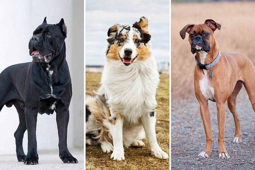 New Study Reveals the Most Popular Dog Breed in Colorado