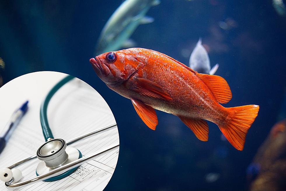 Colorado State Alumna Has Unique Talent of Treating Sick Fish