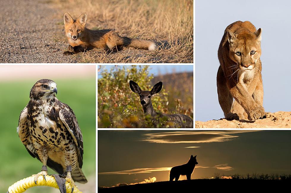 10 Animals You Might See at Horsetooth Reservoir in Colorado