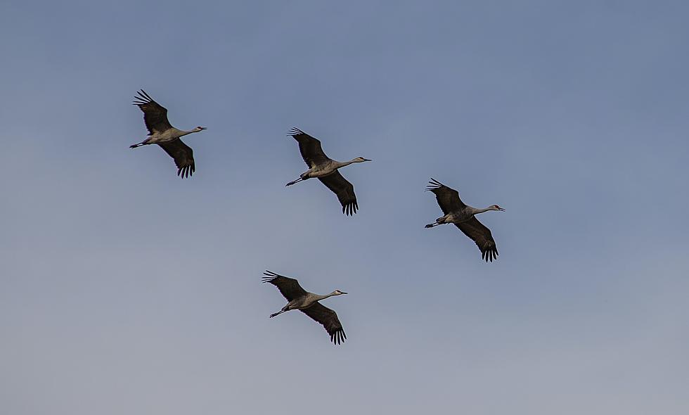 Thousands of Sandhill Cranes Will Soon Be Seen in Colorado