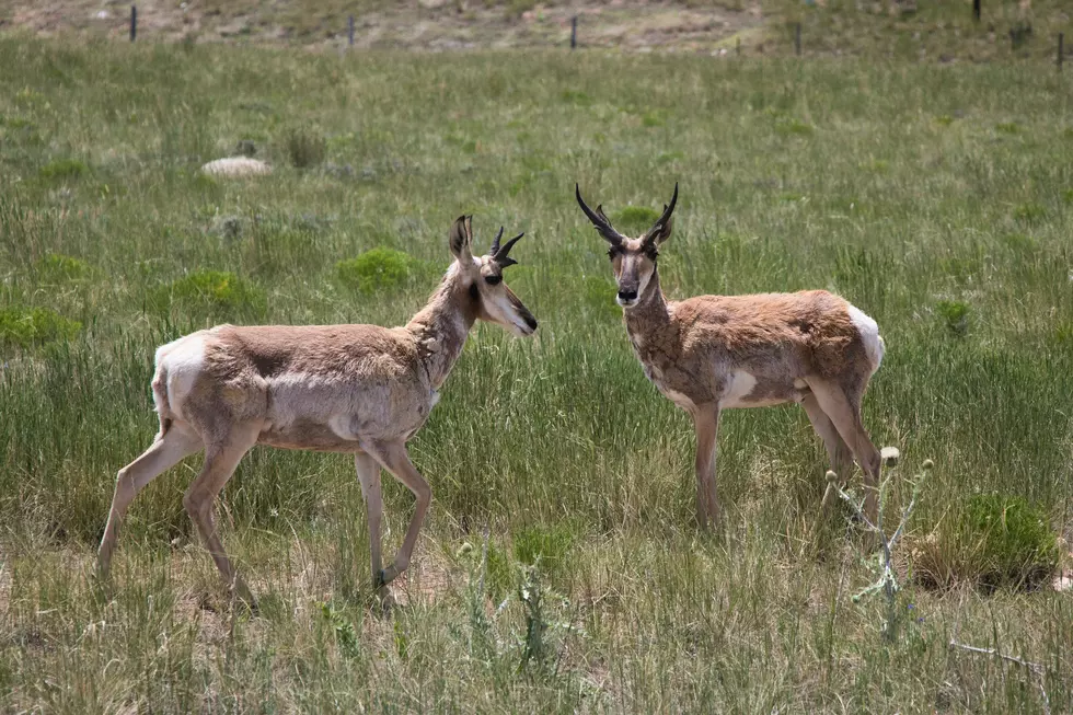 Colorado Wildlife Officials Report Increase in Illegal Poaching