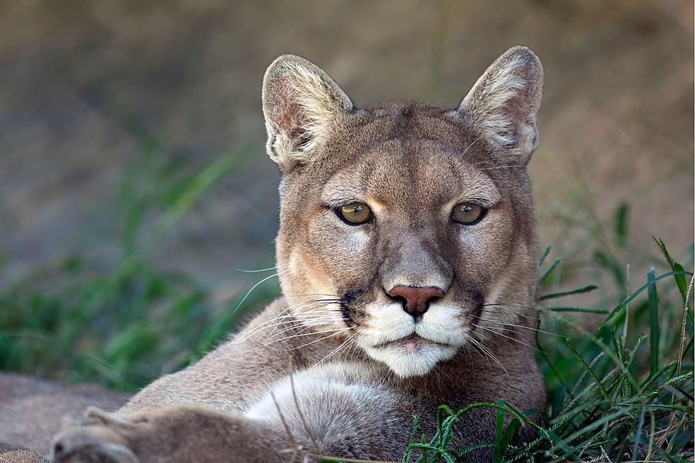 Mountain Lion Allegedly Seen in Loveland Neighborhood on Wednesday