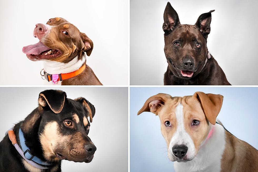Check Out the Dogs Waiting for Homes at Larimer Humane Society