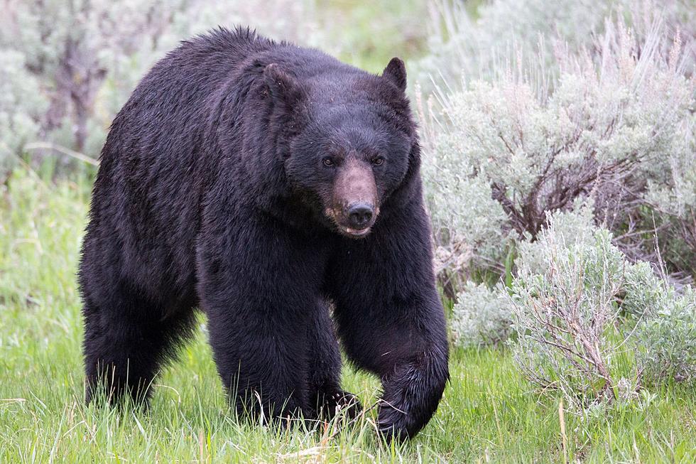Colorado Bear Euthanized After Breaking Into Home Three Times