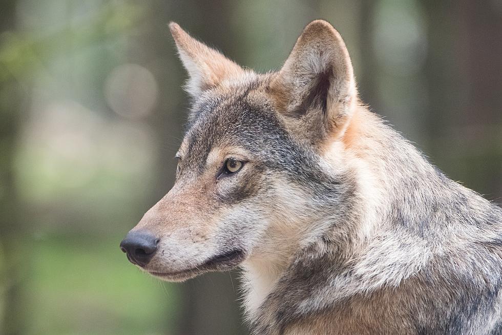 Wolves Will &#8220;Be on the Ground&#8221; in Colorado by End of This Year, CPW Says