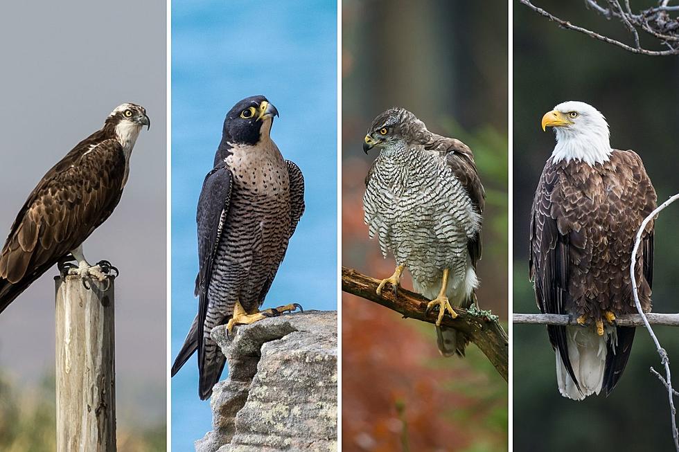 10 Common Birds of Prey You Might See in Colorado
