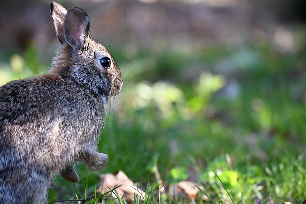 CPW Investigating Illegal Rabbit Shootings in Northern Colorado