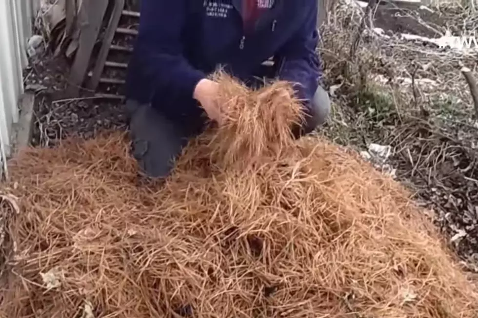 YouTube // The Wisconsin Vegetable Gardener