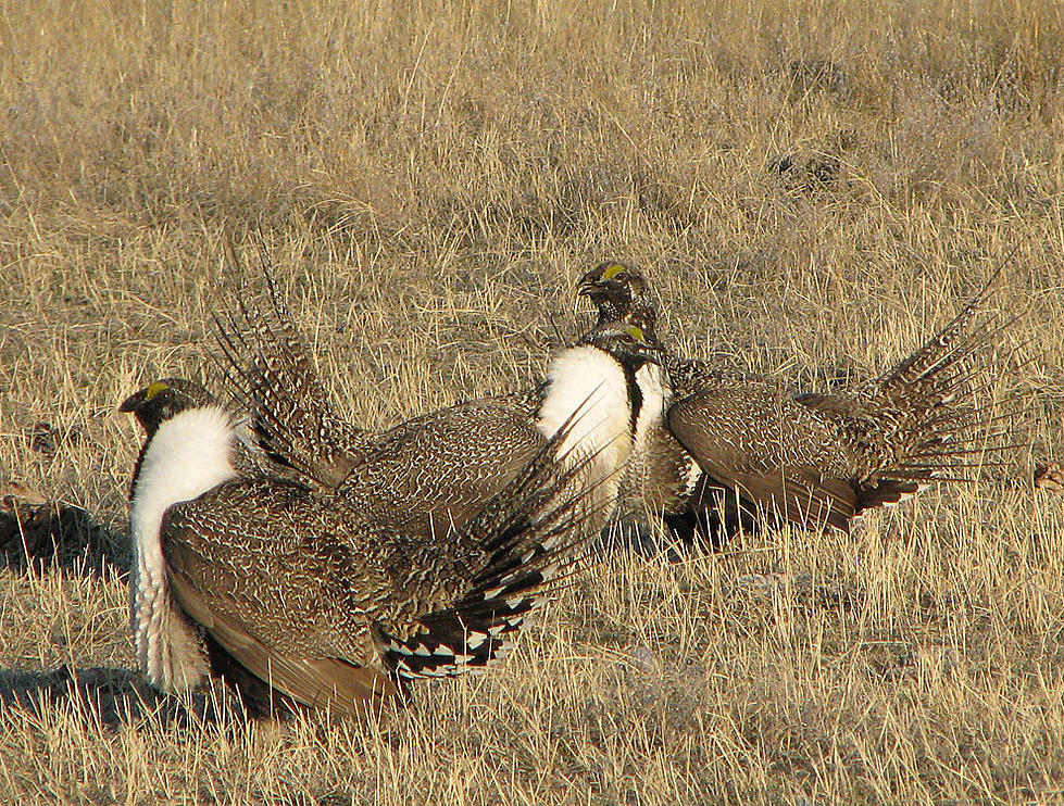 BLM Implementing New Sage Grouse Policy [AUDIO]