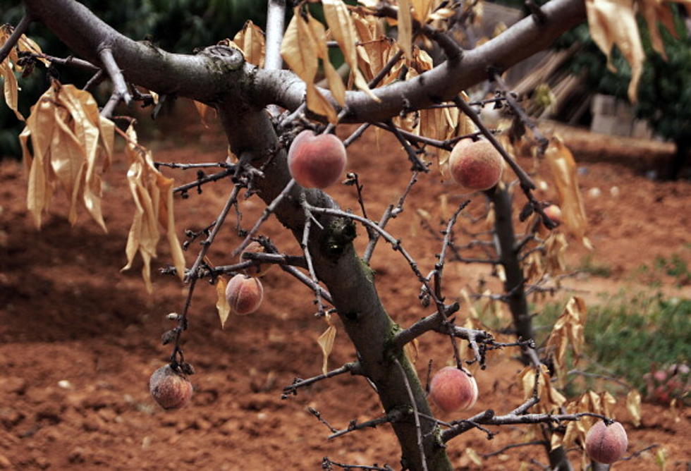 Peach Sets New Weight Record in Palisade, Colorado