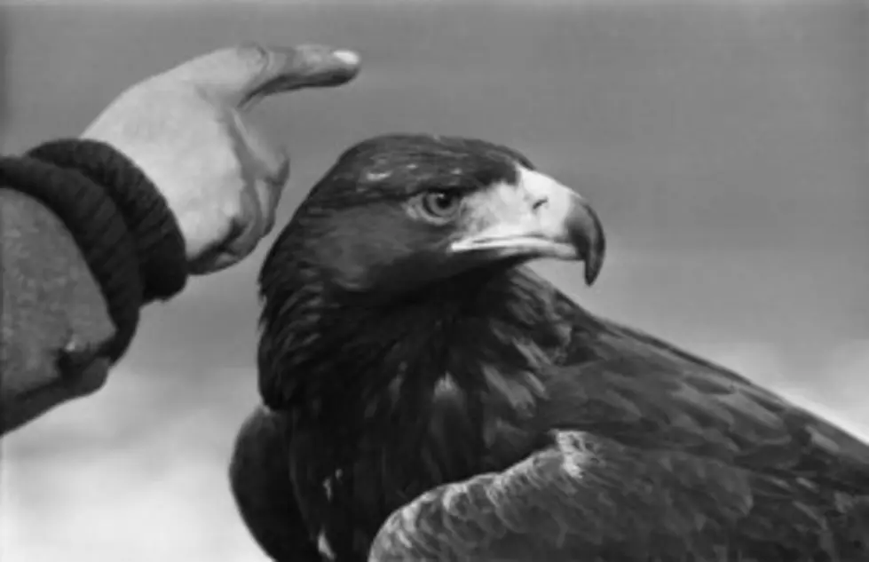 See a Golden Eagle and Other Raptors Saturday at the Paul Smith Children&#8217;s Village
