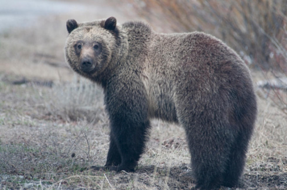 Wildlife Officials Relocate Problem Grizzly Bear [AUDIO]