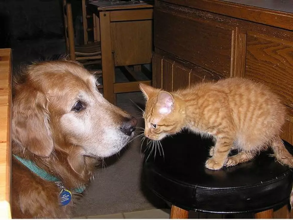 Pets Of The Week And More From The Cheyenne Animal Shelter