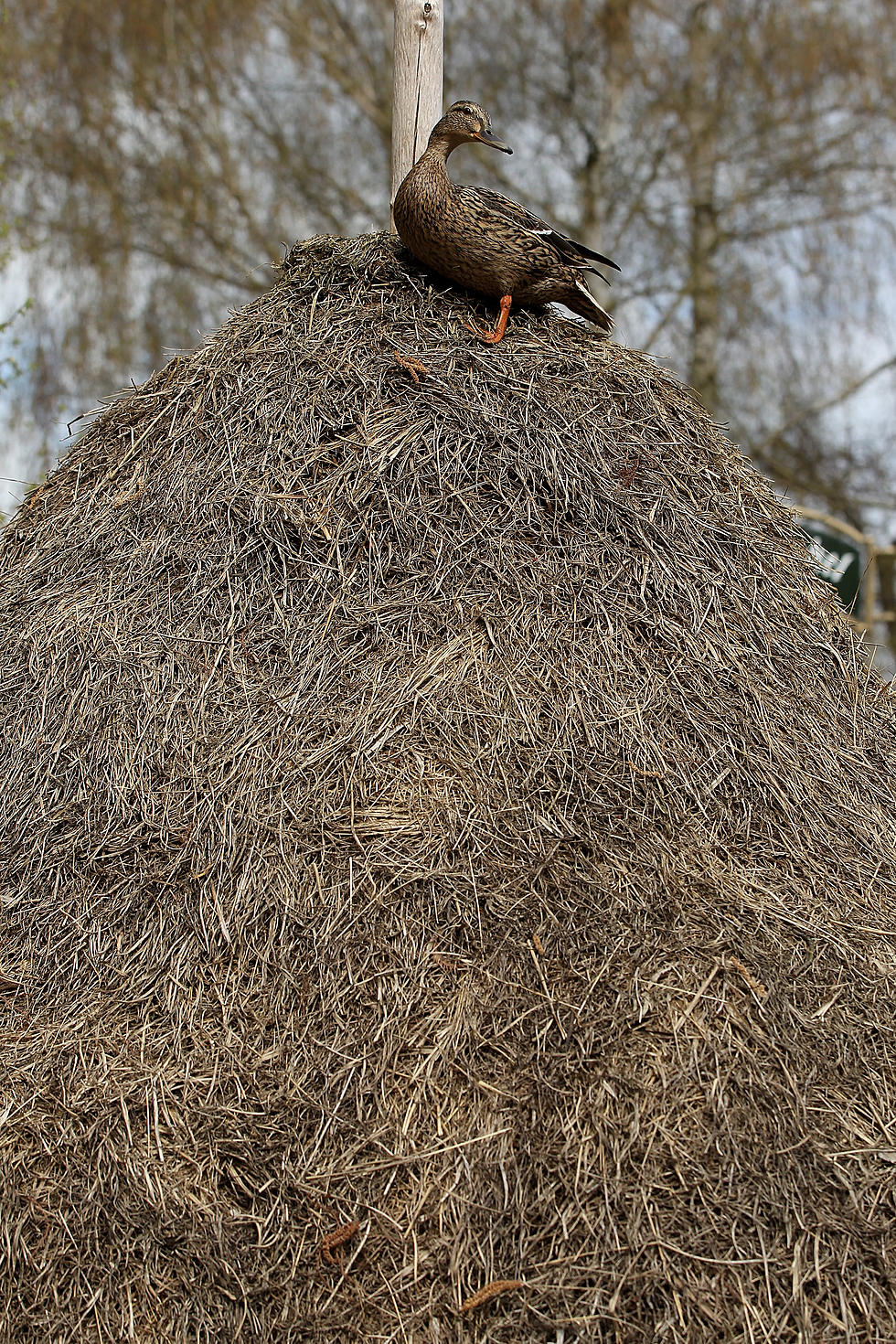 Wyoming Hay Prices Up In March Over 2011 [AUDIO]