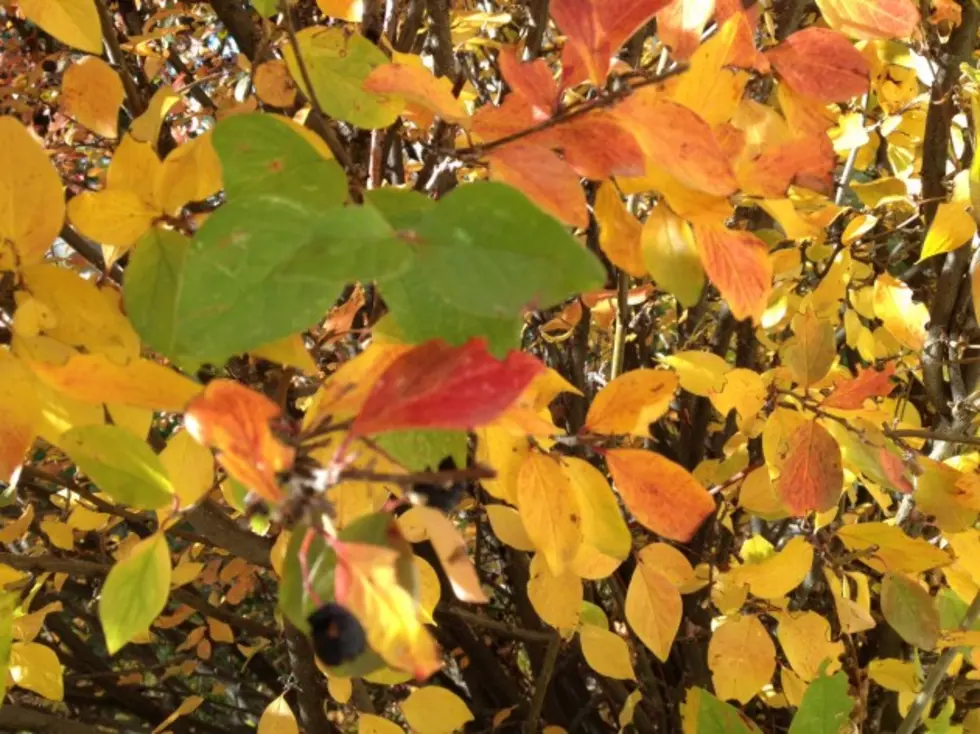Leaves Falling Fast in Cheyenne, Hurry Take a Picture [VIDEO]