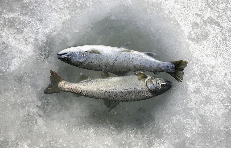 Ice Fishermen, Sloans Lake Stocked With Arctic Grayling and Golden Trout
