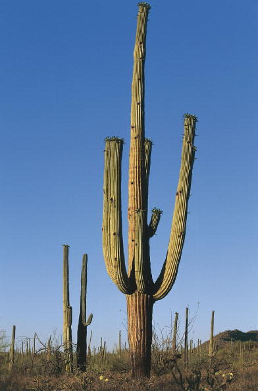 Coop And Teri Are Climbing Cacti