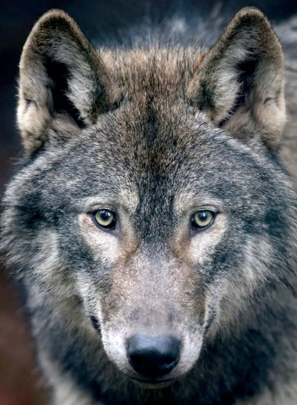 Who&#8217;s Afraid Of The Big Bad Wolves? [VIDEO]