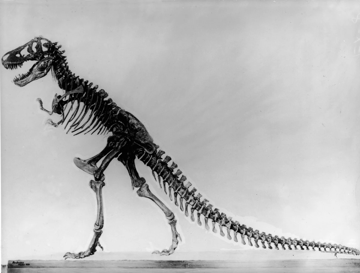 Скелет тираннозавра Рекса рисунок