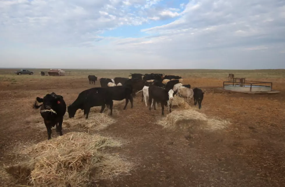 Cattle Rustling In Wyoming In 2014?