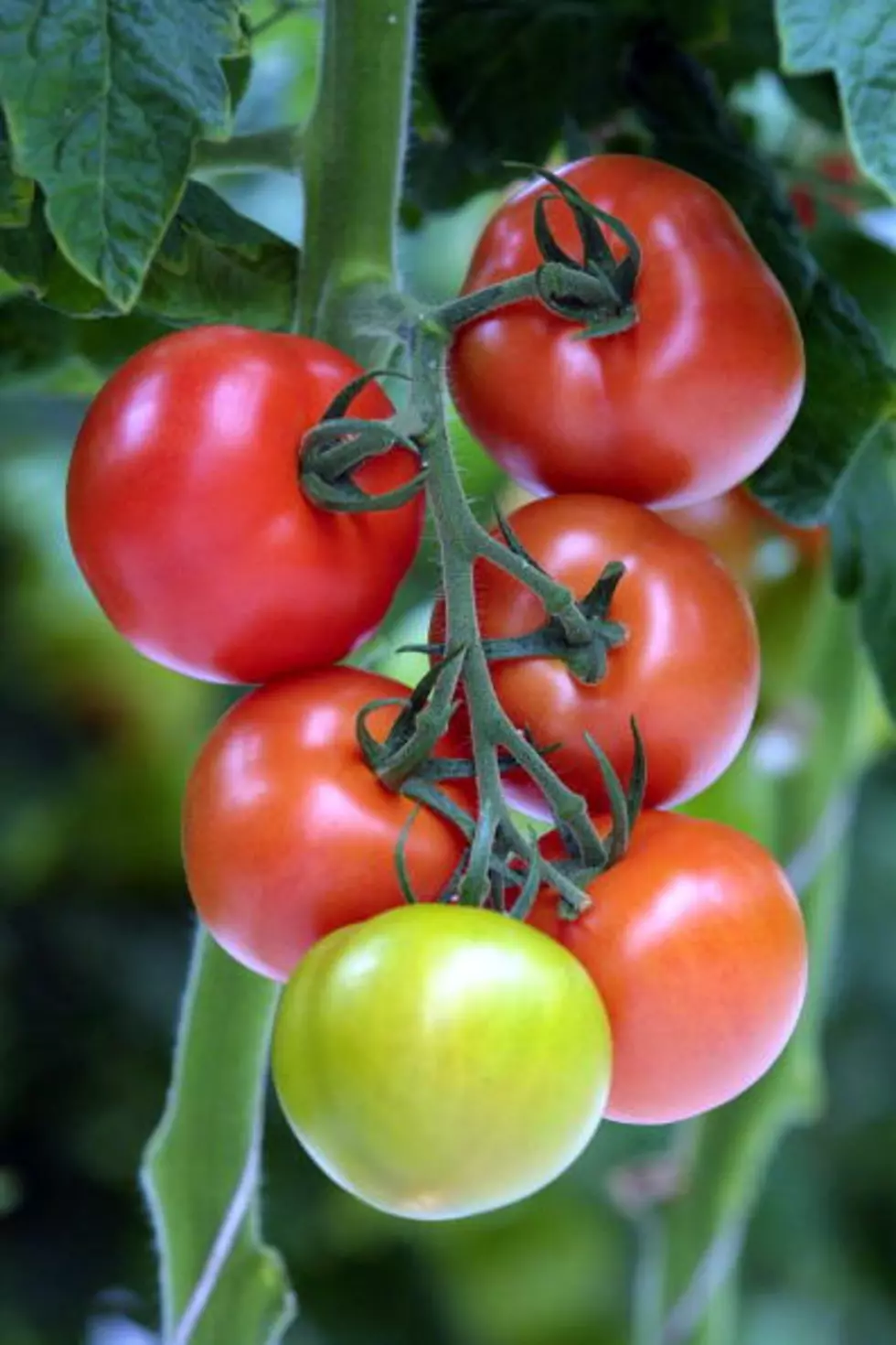 Top 10 Tomato Growing Tips (Part 2)