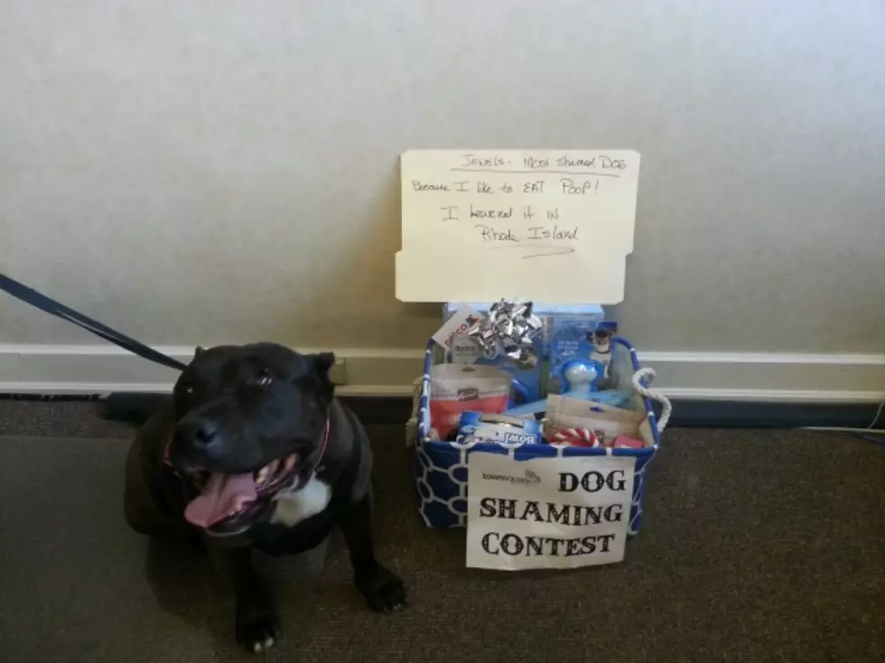 Mutt Shaming Contest Winner Jewels &#038; Owner Snag Prizes