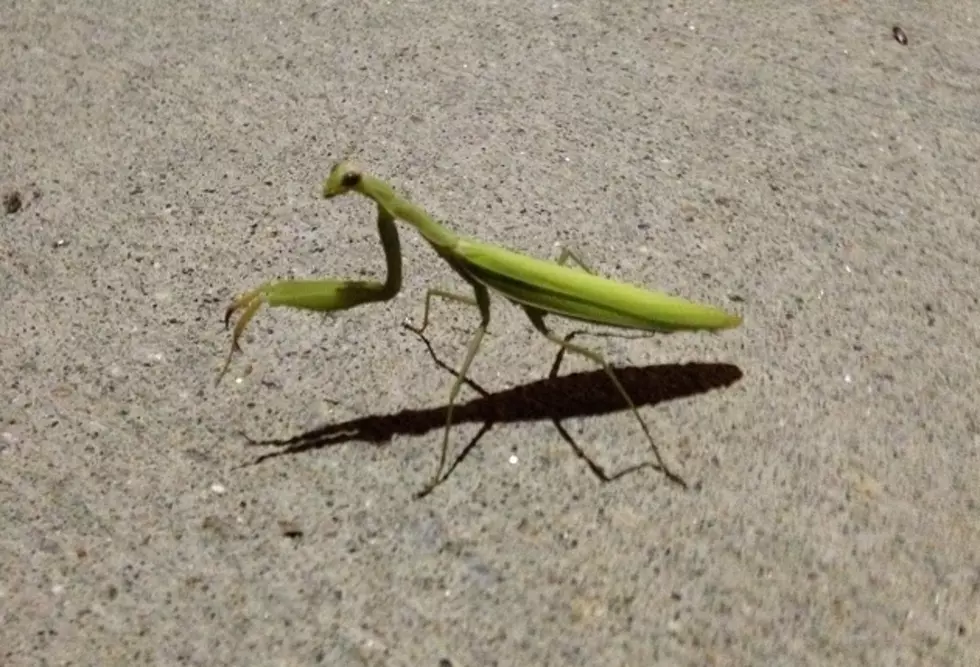 Praying Mantis Lives at the ANB Bank in Downtown Cheyenne