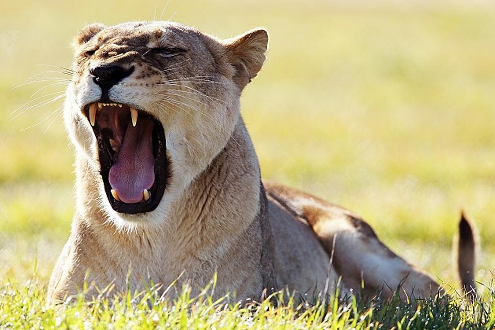 Family Freaks When Lion Opened Their Car Door [VIDEO]