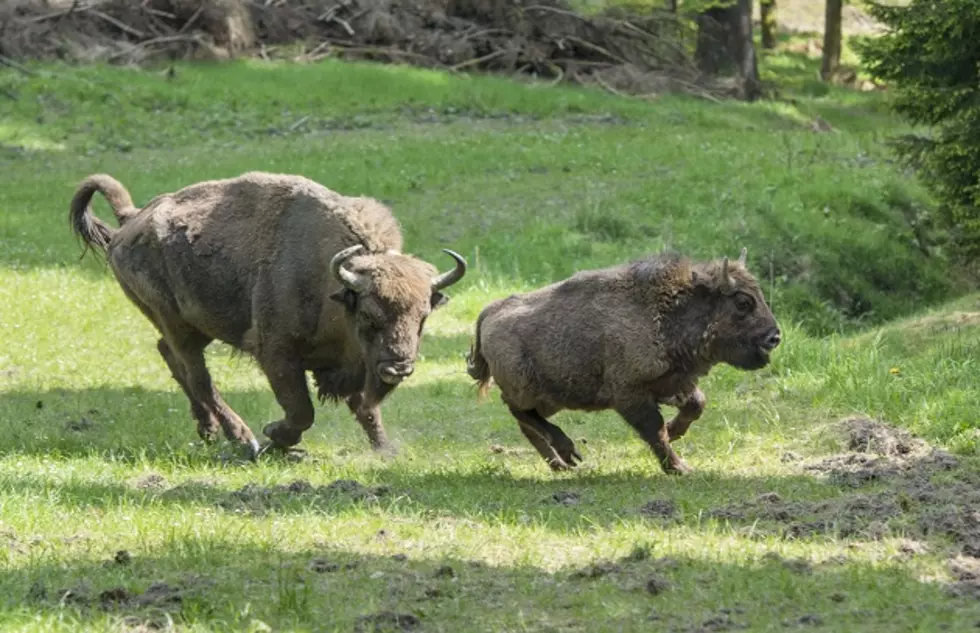 Bison Herd Storms Through Traffic And Ruins Rental Car