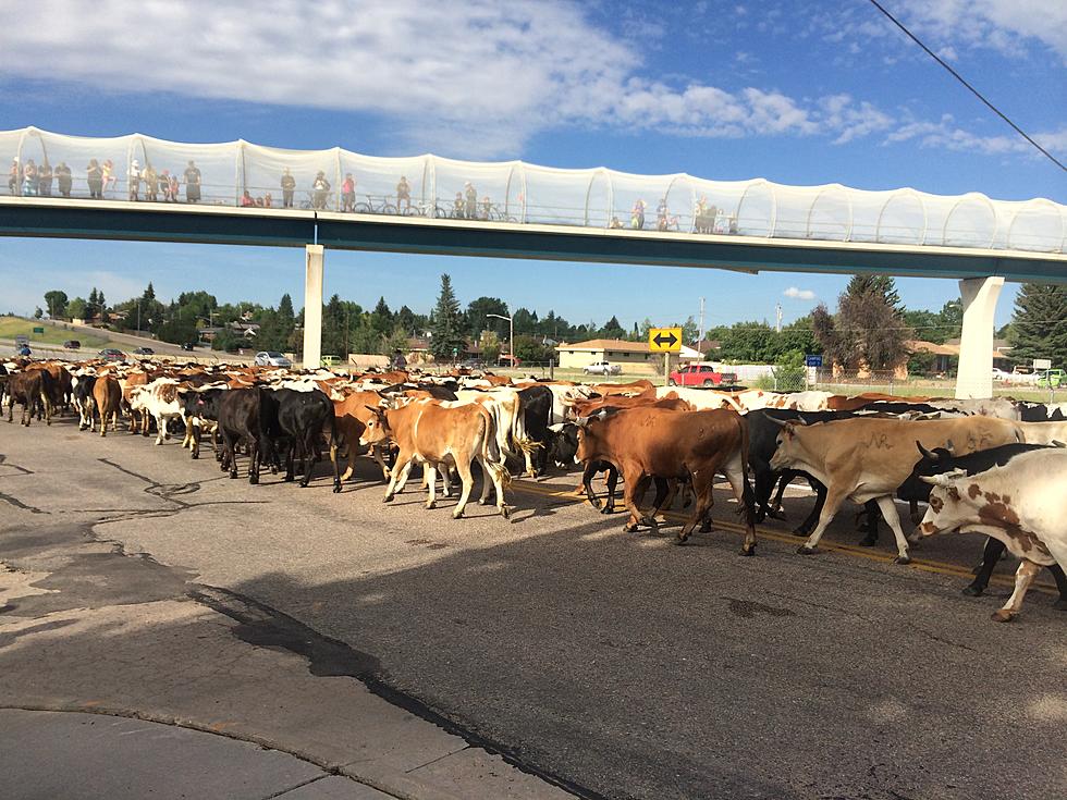 Cattle Drive Sunday, July 12, Brings in Steers for Cheyenne Frontier Days [VIDEO]